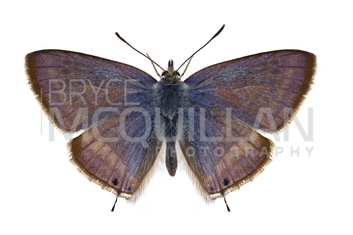Long-tailed Pea Blue (Lampides boeticus), photographed in New Zealand by Bryce McQuillan