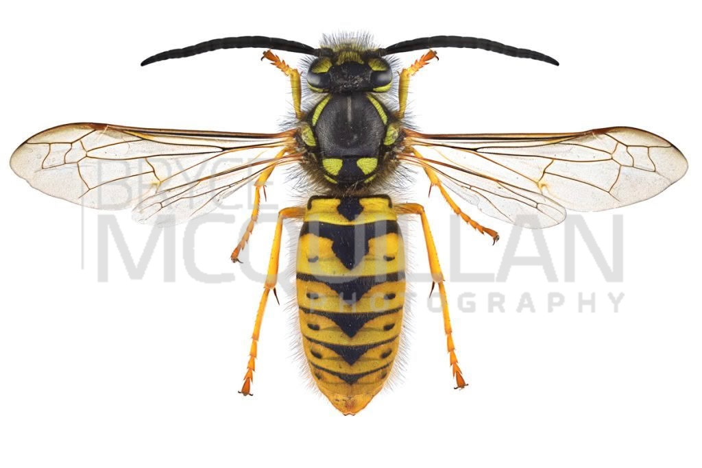 German Wasp (Vespula germanica), Vespidae, photographed in New Zealand by Bryce McQuillan