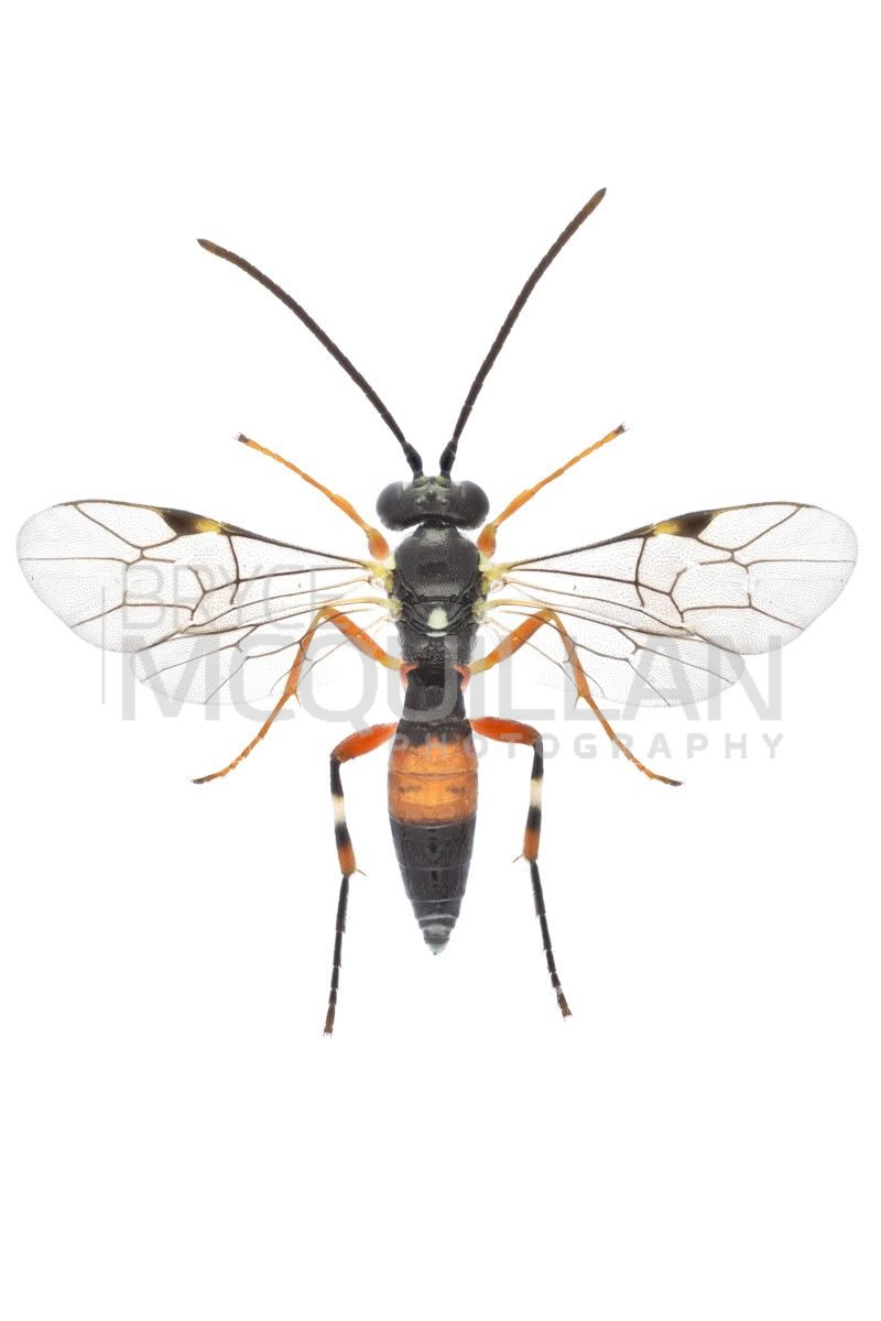 Common Hover Fly Parasitoid Wasp (Diplazon laetatorius), Ichneumonidae, photographed in New Zealand by Bryce McQuillan