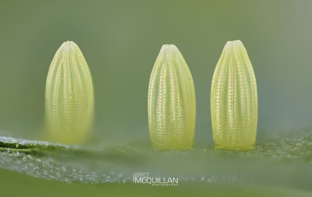 Cabbage Butterfly (Pieris rapae), Brassicaceae, photographed in New Zealand by Bryce McQuillan