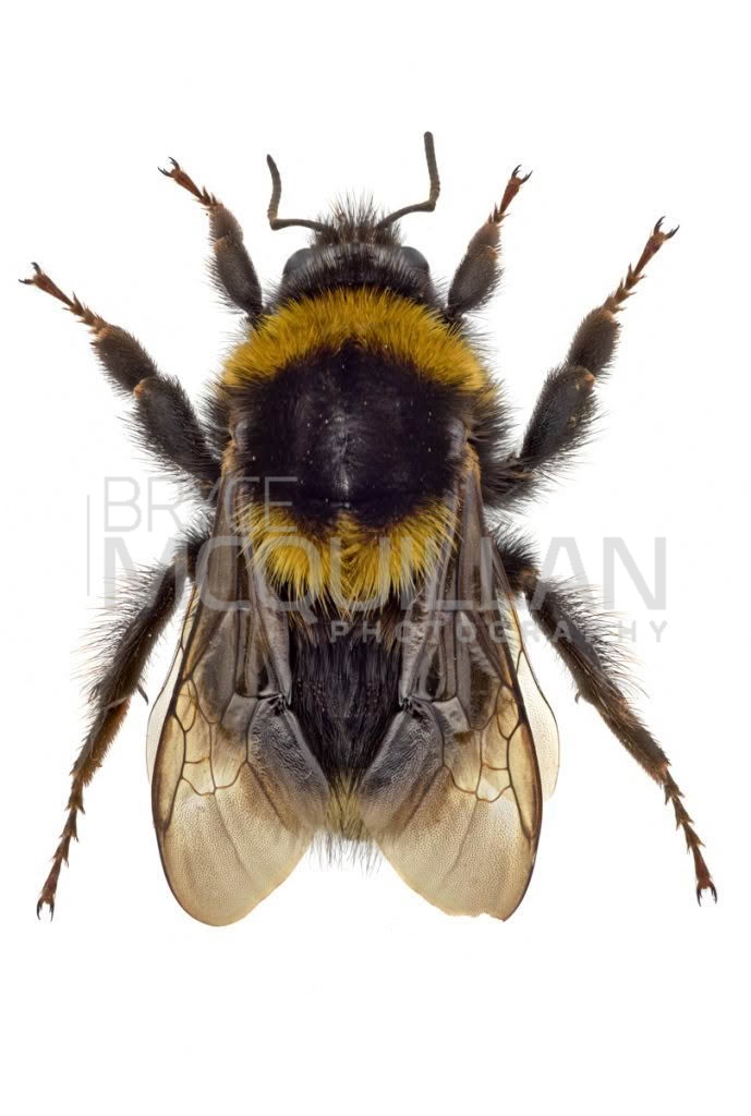 Large Garden Bumble Bee (Bombus ruderatus), Apidae, photographed in New Zealand by Bryce McQuillan