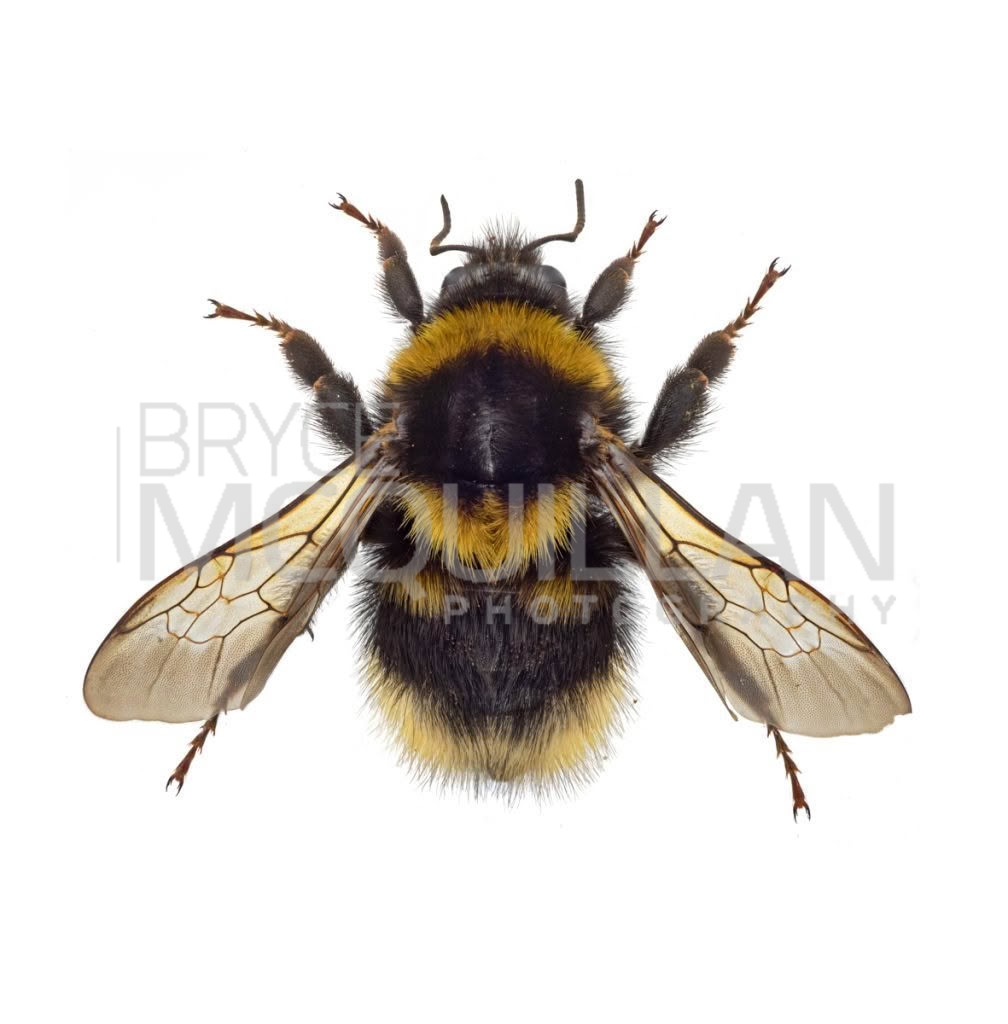 Large Garden Bumble Bee (Bombus ruderatus), Apidae, photographed in New Zealand by Bryce McQuillan