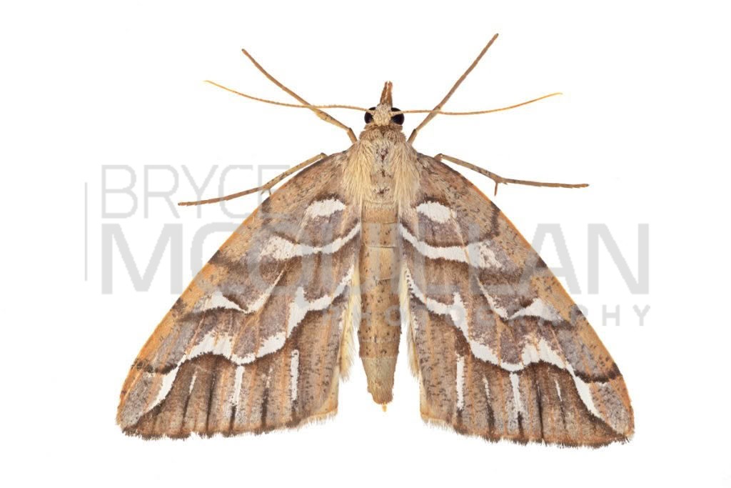 Silver Fern Looper (Chalastra aristarcha), Geometridae, photographed in New Zealand by Bryce McQuillan