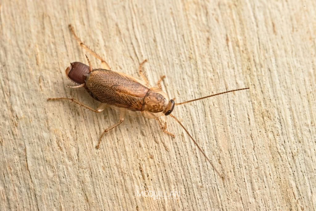 Parellipsidion sp, Blattidae, photographed in New Zealand by Bryce McQuillan