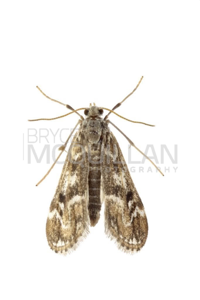 Pond moth (Hygraula nitens), Crambidae, photographed in New Zealand by Bryce McQuillan