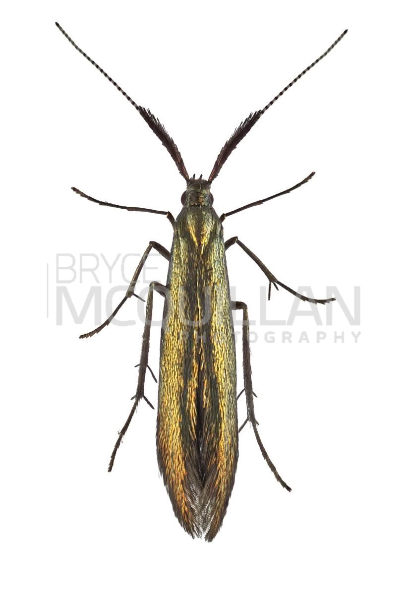 Banded Clover Casebearer (Coleophora mayrella), Coleophoridae, photographed in New Zealand by Bryce McQuillan