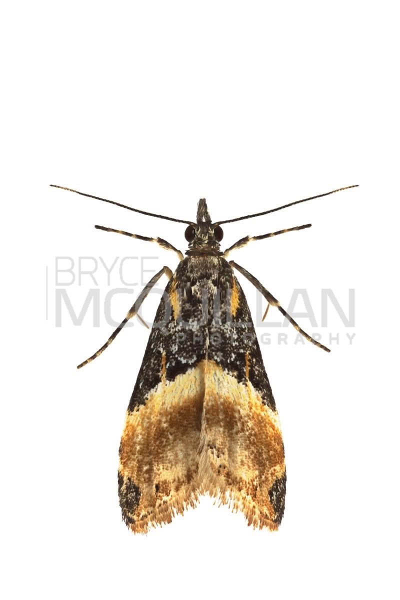 Eudonia chlamydota, Crambidae, photographed in New Zealand by Bryce McQuillan