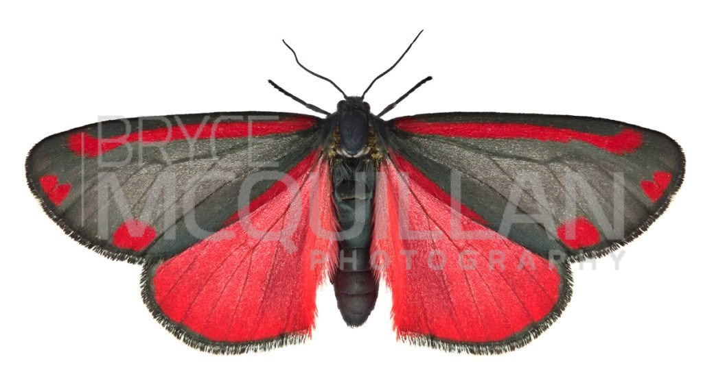 Cinnabar moth (Tyria jacobaeae), Erebidae, photographed in New Zealand by Bryce McQuillan