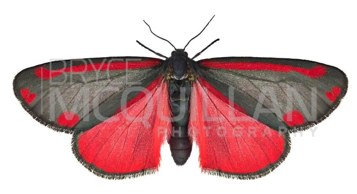 Cinnabar moth (Tyria jacobaeae), Erebidae, photographed in New Zealand by Bryce McQuillan