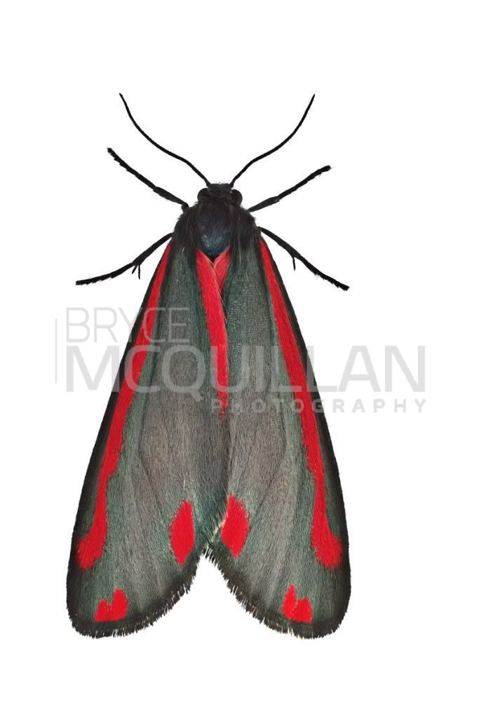 Cinnabar moth (Tyria jacobaeae), Erebidae, photographed in New Zealand by Bryce McQuillan