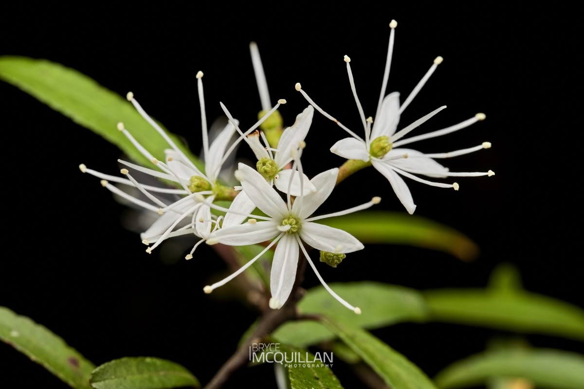 Mairehau (Leionema nudum), Rutaceae, photographed in New Zealand by Bryce McQuillan