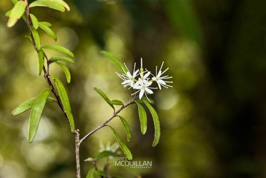 Mairehau (Leionema nudum), Rutaceae, photographed in New Zealand by Bryce McQuillan