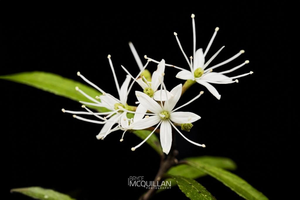 Mairehau (Leionema nudum), Rutaceae, photographed in New Zealand by Bryce McQuillan