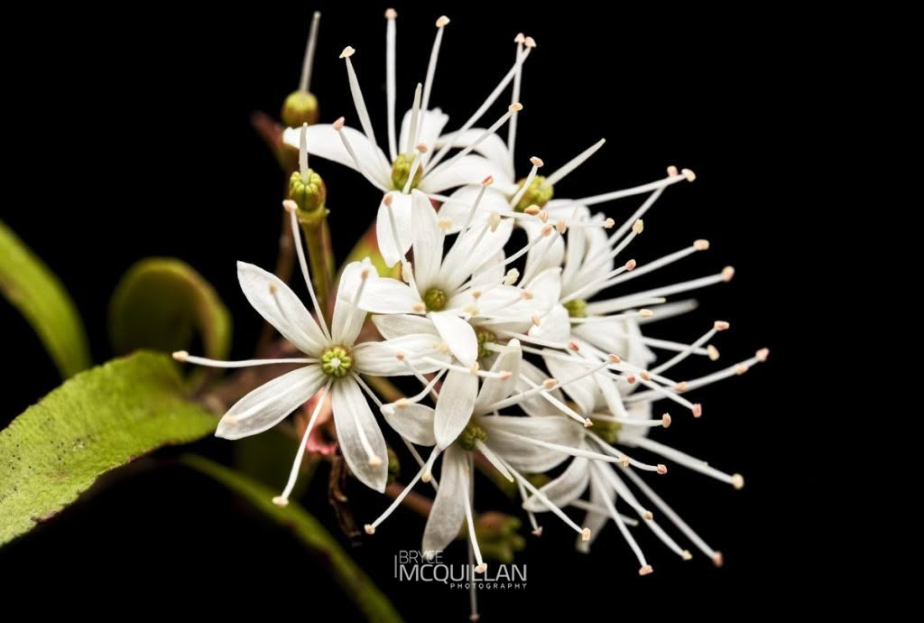 Mairehau (Leionema nudum), Rutaceae, photographed in New Zealand by Bryce McQuillan