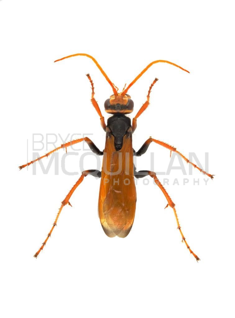 Priocnemis conformis, Pompilidae, photographed in New Zealand by Bryce McQuillan