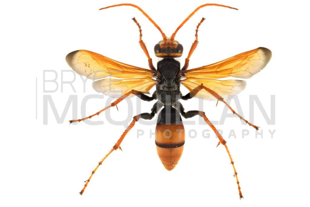 Golden Spider Wasp (Heterodontonyx australis), Pompilidae, photographed in New Zealand by Bryce McQuillan