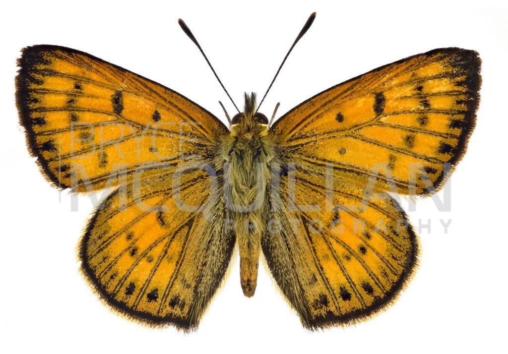 Maui's copper (Lycaena edna), Lycaenidae, photographed in New Zealand by Bryce McQuillan