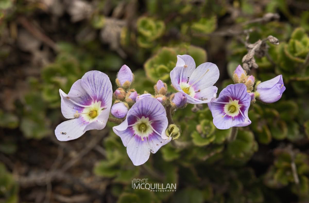 Hooker’s Speedwell (Veronica hookeriana), Plantaginaceae, photographed in New Zealand by Bryce McQuillan