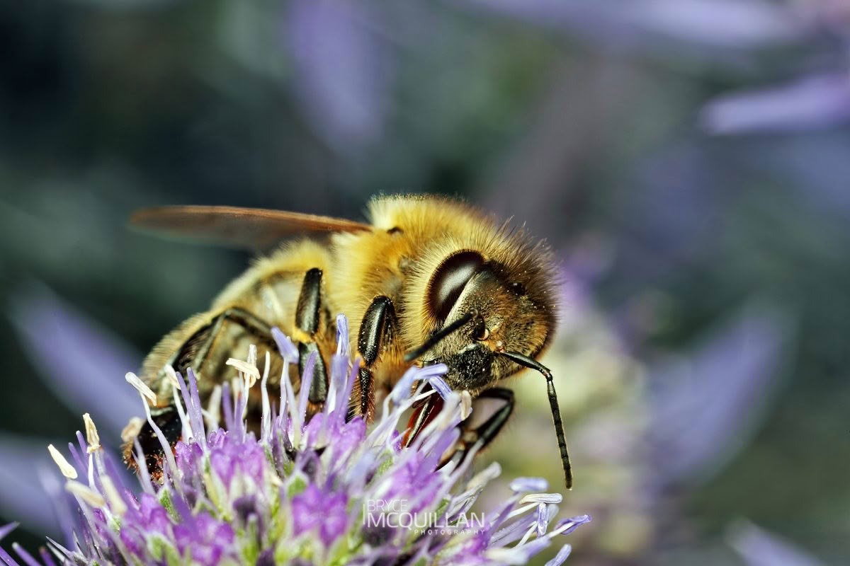 Western Honey Bee (Apis mellifera), Apidae, photographed in New Zealand by Bryce McQuillan