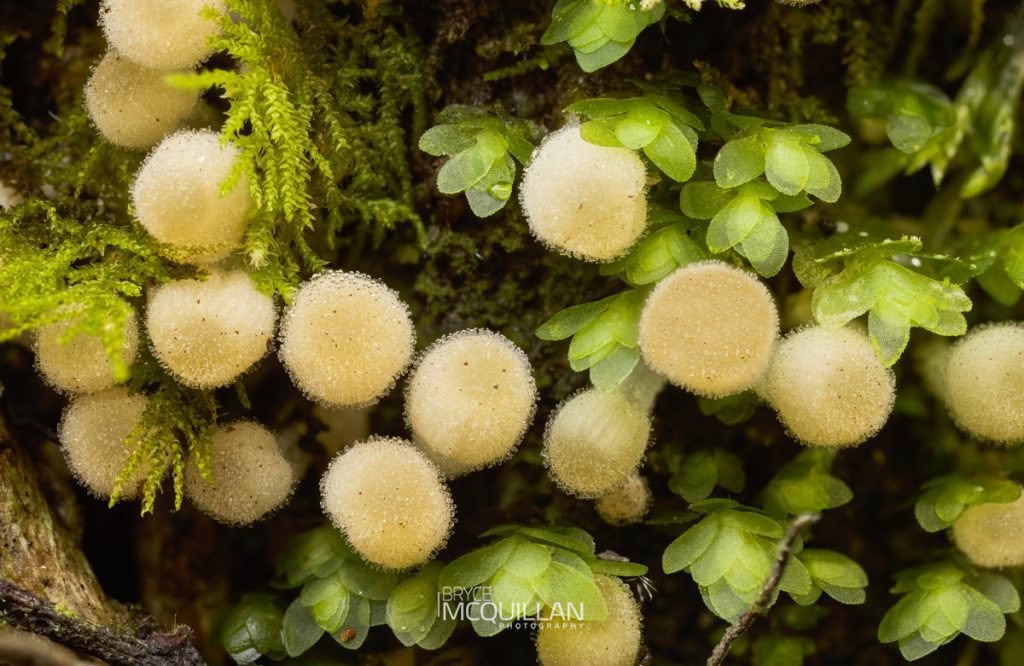 Trooping Crumble Cap (Coprinellus disseminatus), Psathyrellaceae, photographed in New Zealand by Bryce McQuillan