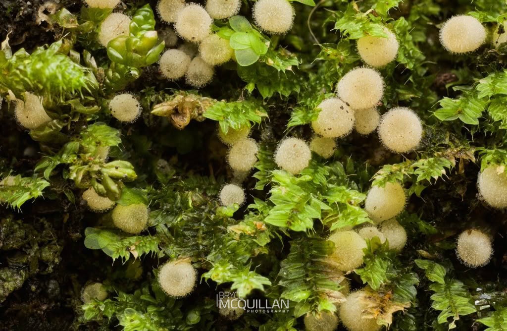 Trooping Crumble Cap (Coprinellus disseminatus), Psathyrellaceae, photographed in New Zealand by Bryce McQuillan