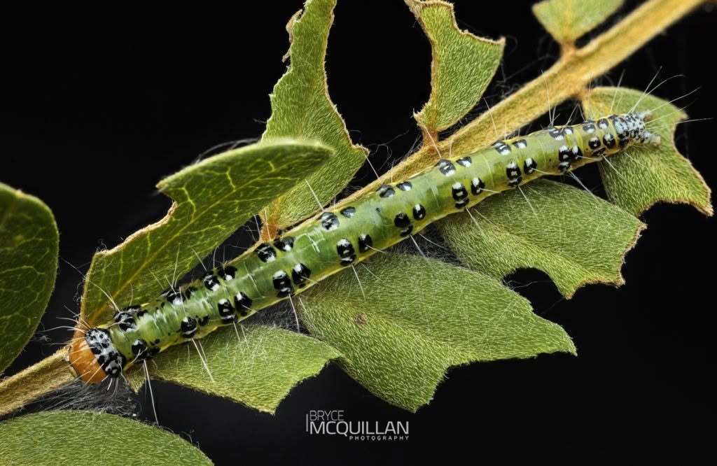 Kōwhai moth (Uresiphita maorialis), Crambidae, photographed in New Zealand by Bryce McQuillan