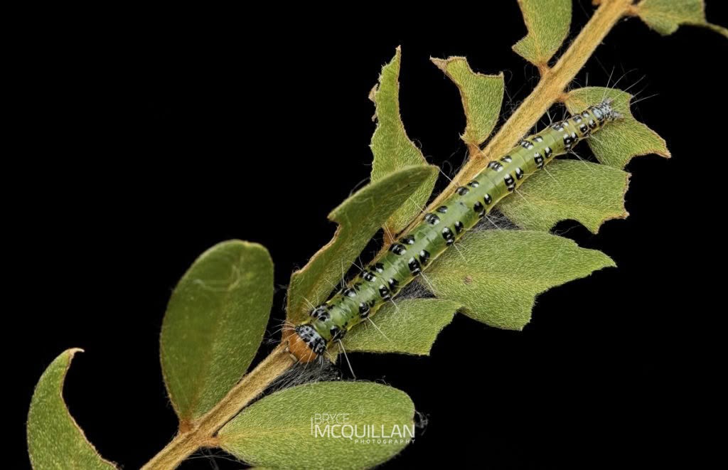 Kōwhai moth (Uresiphita maorialis), Crambidae, photographed in New Zealand by Bryce McQuillan