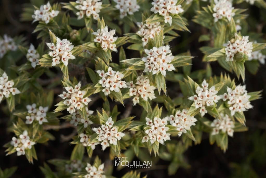 Pimelea aridula ssp, photographed in New Zealand by Bryce McQuillan