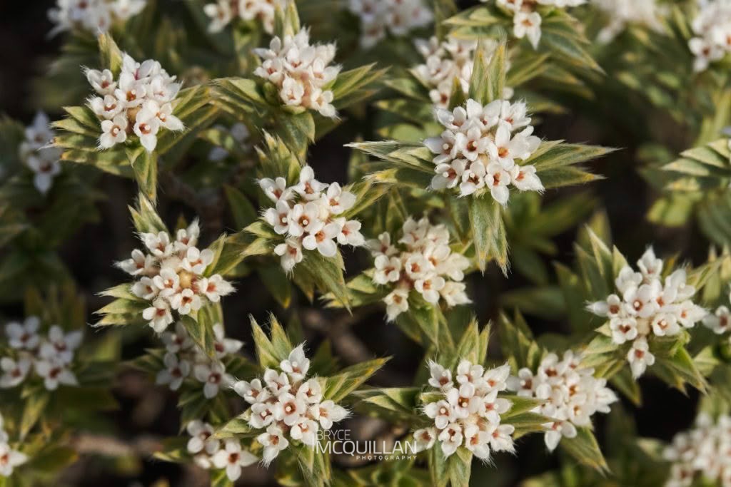 Pimelea aridula ssp, photographed in New Zealand by Bryce McQuillan
