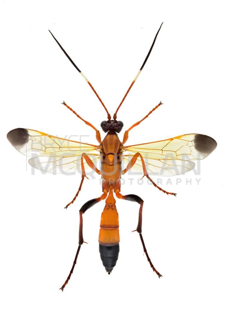 Black-tipped Orange Ichneumon Wasp (Ctenochares bicolorus), Ichneumonidae, photographed in New Zealand by Bryce McQuillan