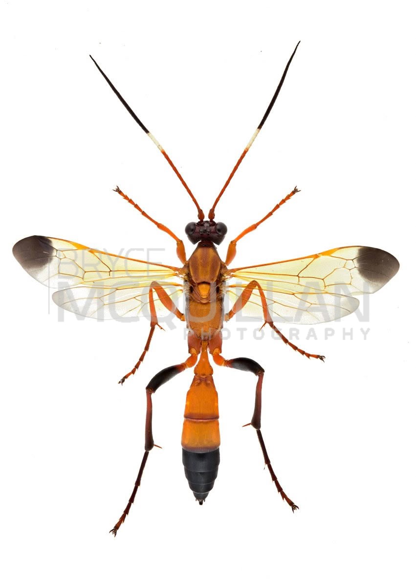 Black-tipped Orange Ichneumon Wasp (Ctenochares bicolorus), Ichneumonidae, photographed in New Zealand by Bryce McQuillan