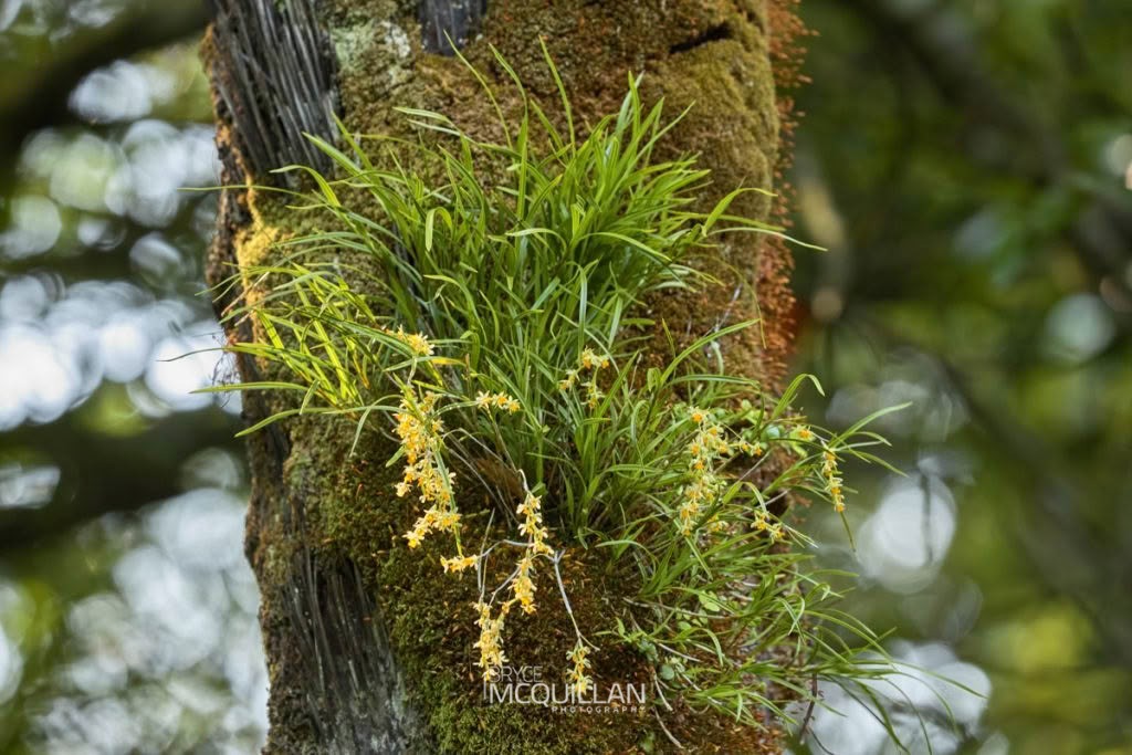 Peka-a-waka (Earina mucronata), Orchidaceae, photographed in New Zealand by Bryce McQuillan