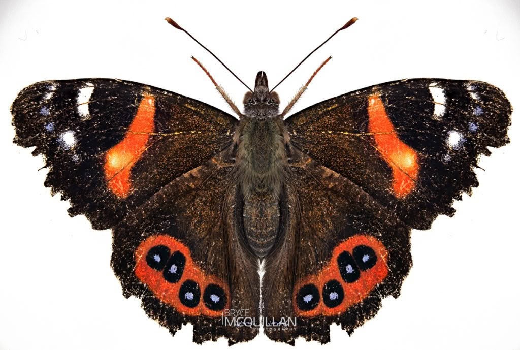 New Zealand Red Admiral (Vanessa gonerilla), Petaluridae, photographed in New Zealand by Bryce McQuillan