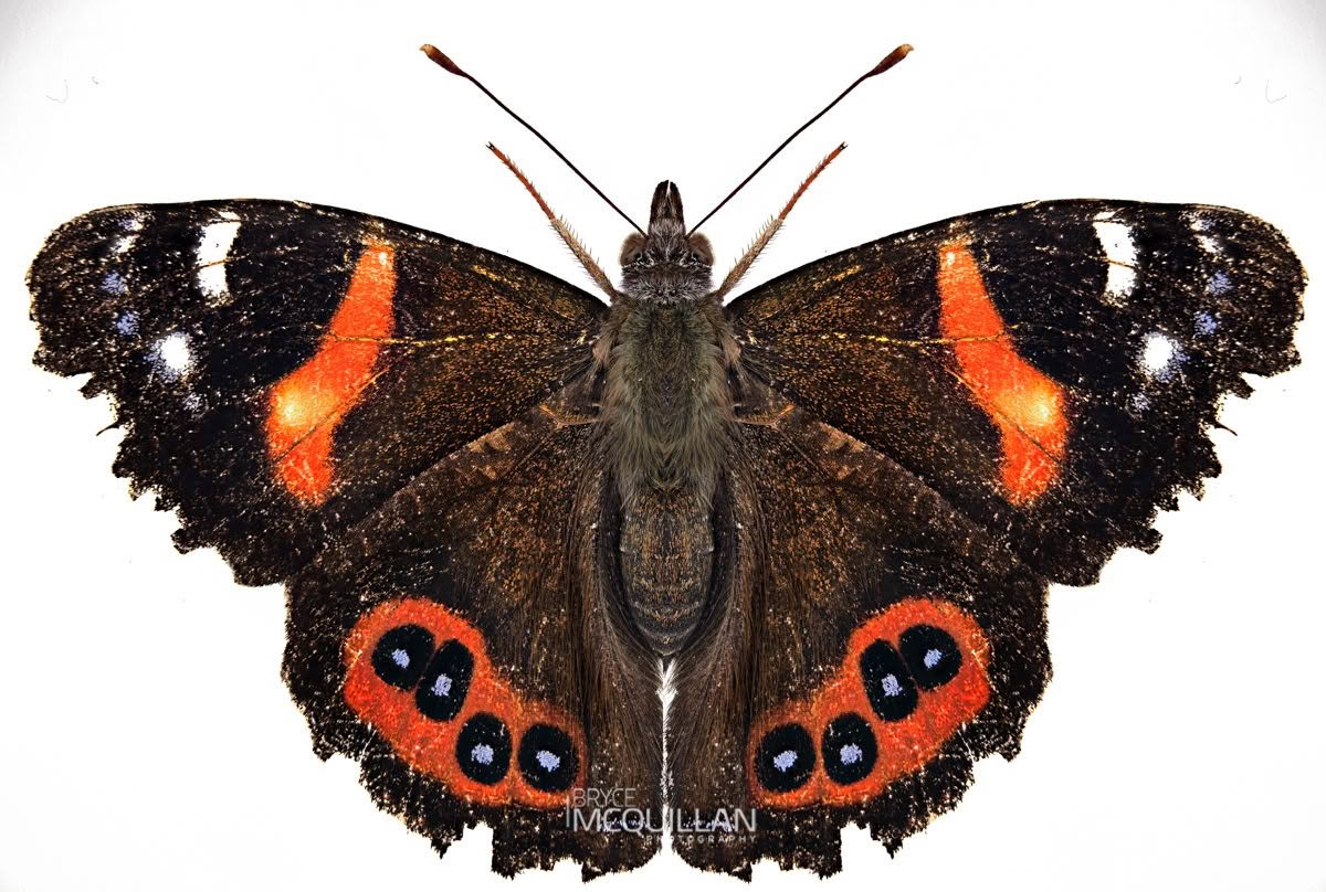 New Zealand Red Admiral (Vanessa gonerilla), Petaluridae, photographed in New Zealand by Bryce McQuillan