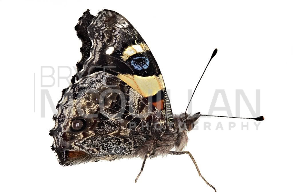 New Zealand Red Admiral (Vanessa gonerilla), Petaluridae, photographed in New Zealand by Bryce McQuillan