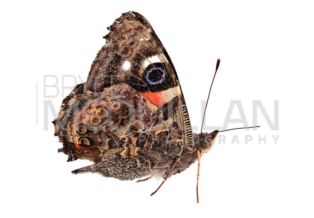 New Zealand Red Admiral (Vanessa gonerilla), Petaluridae, photographed in New Zealand by Bryce McQuillan