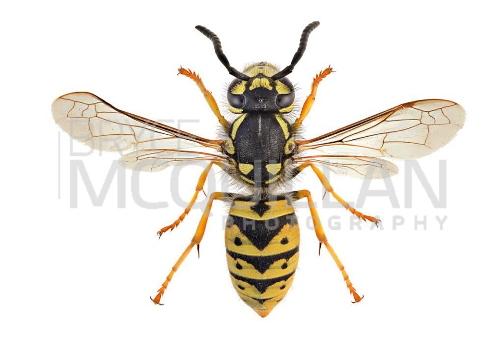 German Wasp (Vespula germanica), Vespidae, photographed in New Zealand by Bryce McQuillan
