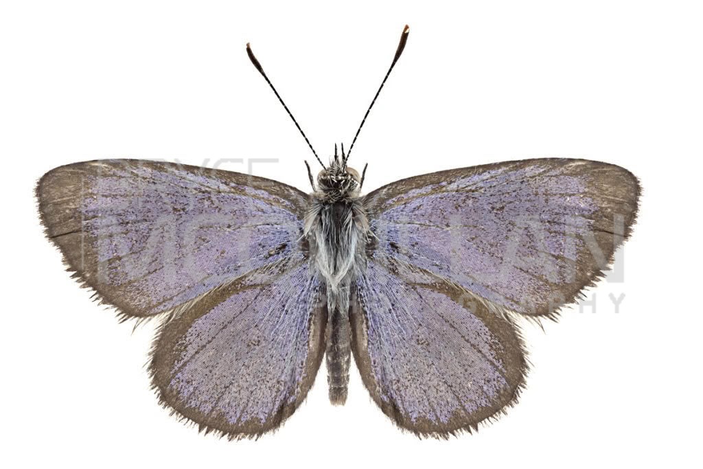 Lesser Grass Blue (Zizina otis), photographed in New Zealand by Bryce McQuillan