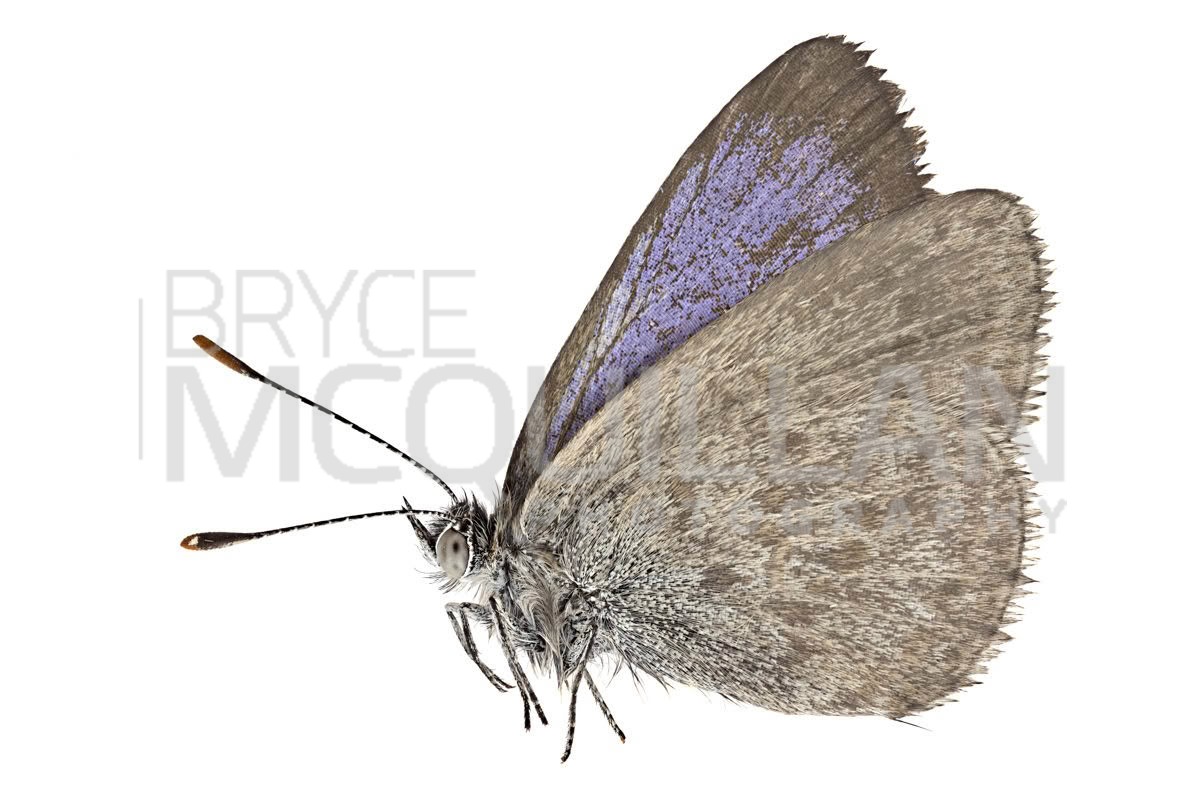 Lesser Grass Blue (Zizina otis), photographed in New Zealand by Bryce McQuillan