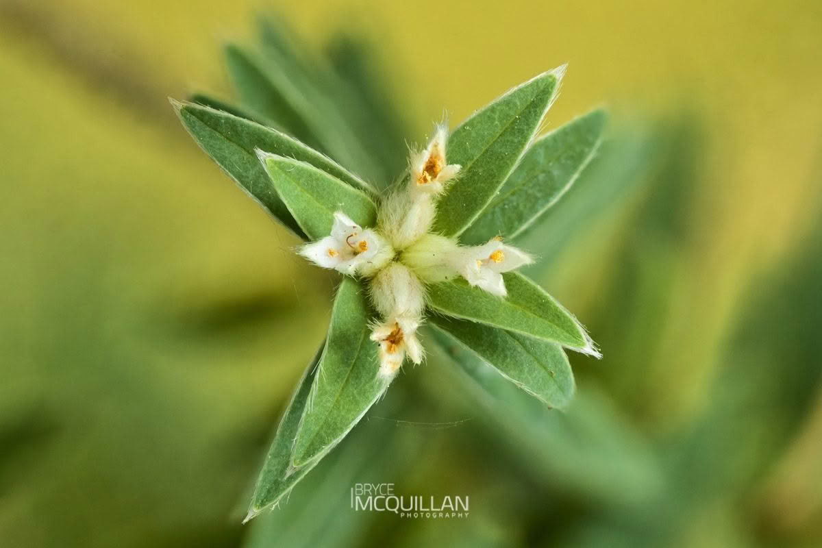 Pimelea tomentosa, photographed in New Zealand by Bryce McQuillan