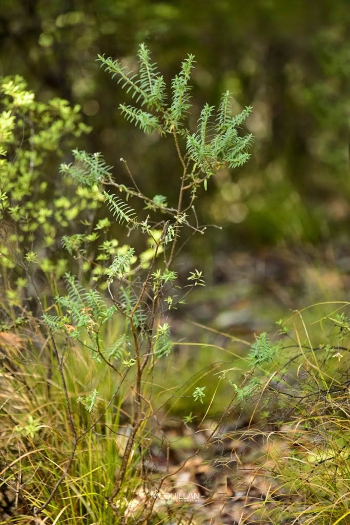 Pimelea tomentosa, photographed in New Zealand by Bryce McQuillan