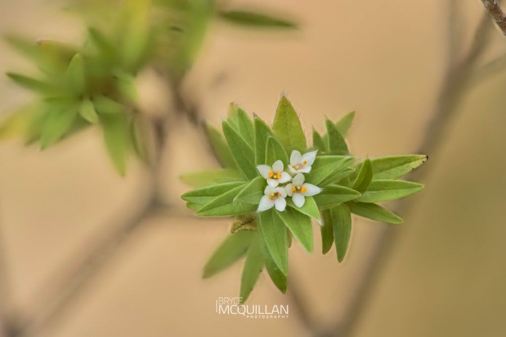 Pimelea tomentosa, photographed in New Zealand by Bryce McQuillan