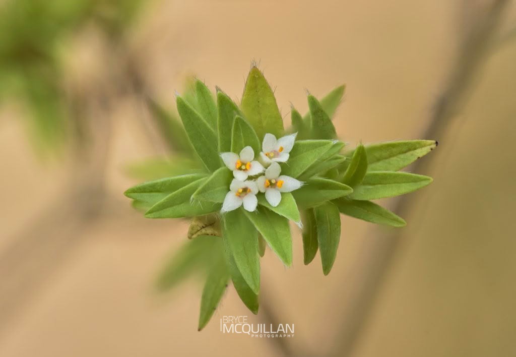 Pimelea tomentosa, photographed in New Zealand by Bryce McQuillan