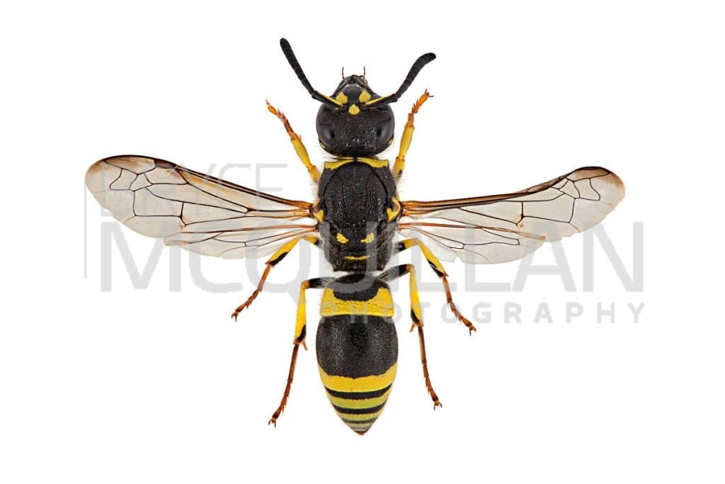 European tube wasp (Ancistrocerus gazella), Vespidae, photographed in New Zealand by Bryce McQuillan