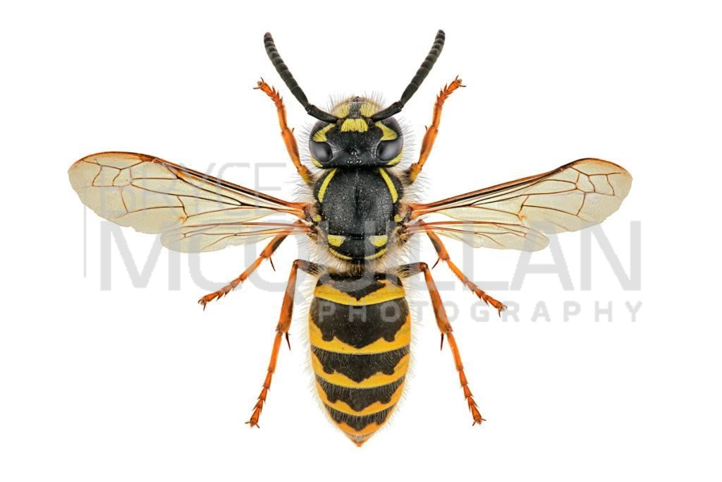 Common Wasp (Vespula vulgaris), Vespidae, photographed in New Zealand by Bryce McQuillan