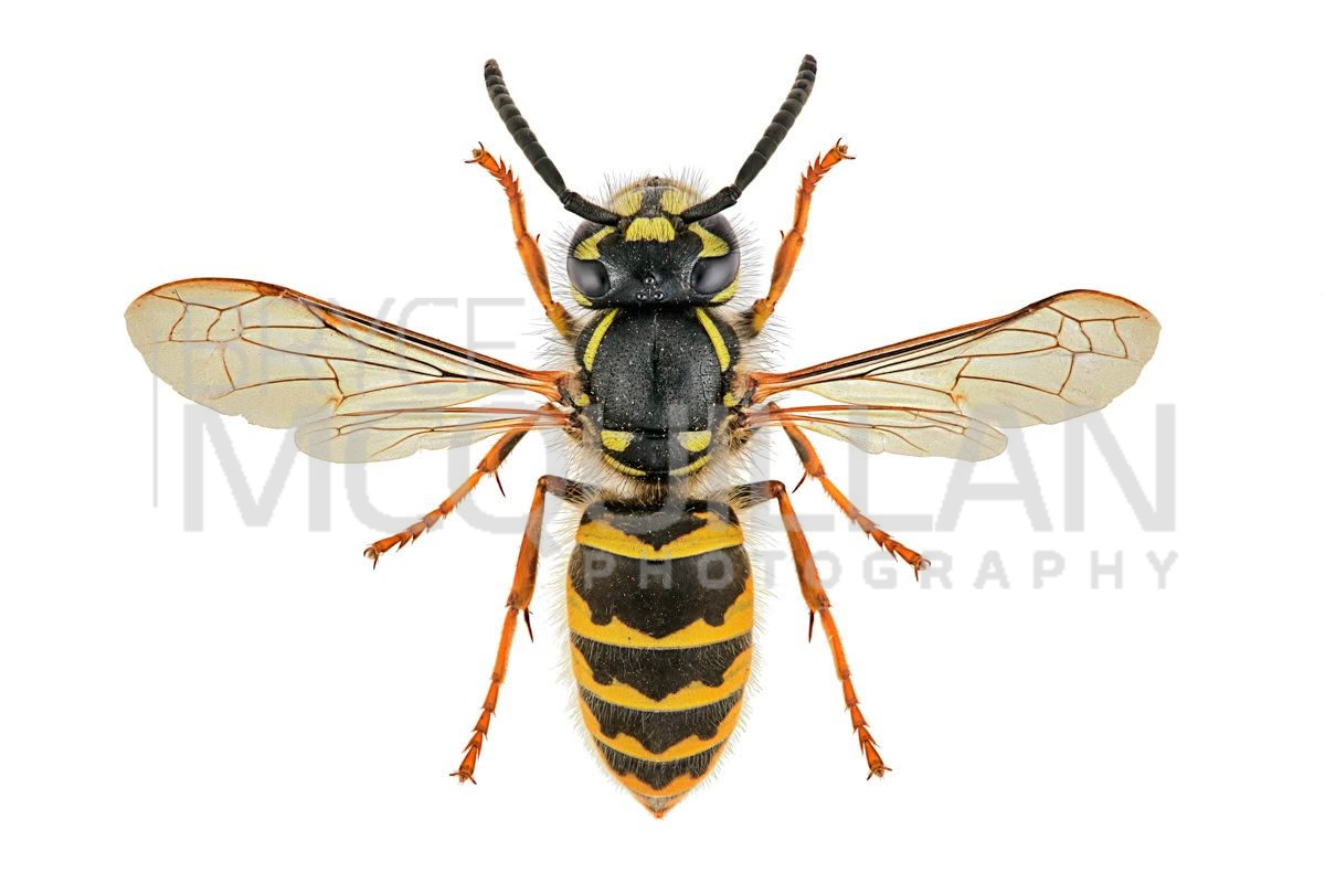 Common Wasp (Vespula vulgaris), Vespidae, photographed in New Zealand by Bryce McQuillan