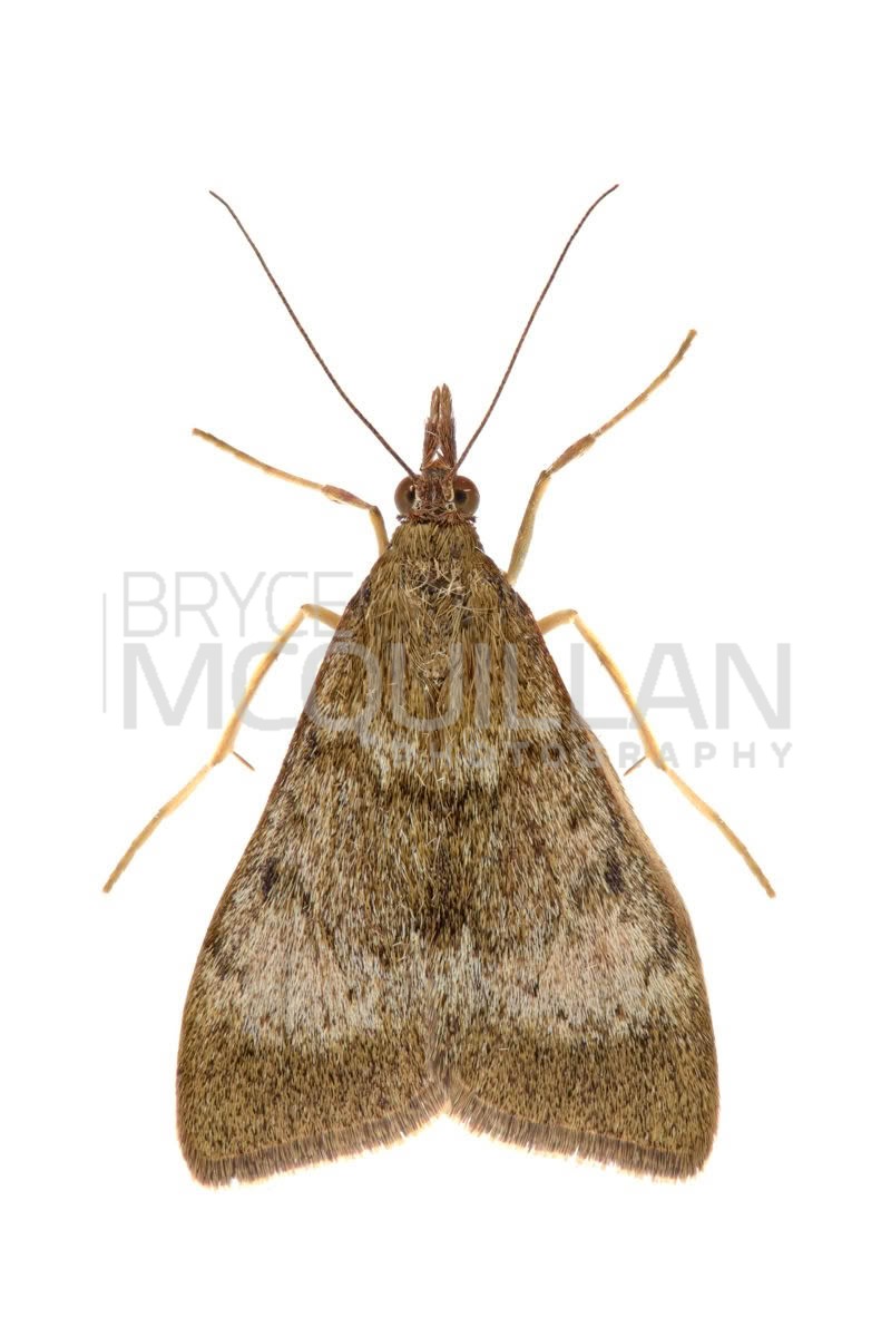 Kōwhai moth (Uresiphita maorialis), Crambidae, photographed in New Zealand by Bryce McQuillan