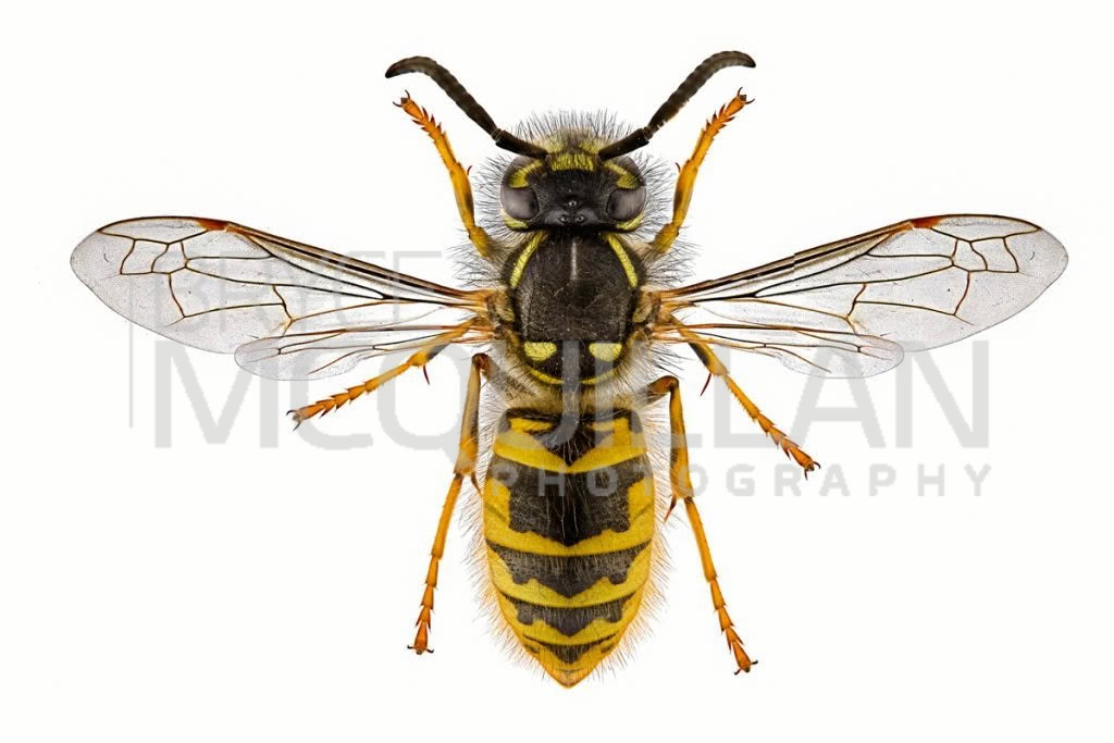 Common Wasp (Vespula vulgaris), Vespidae, photographed in New Zealand by Bryce McQuillan