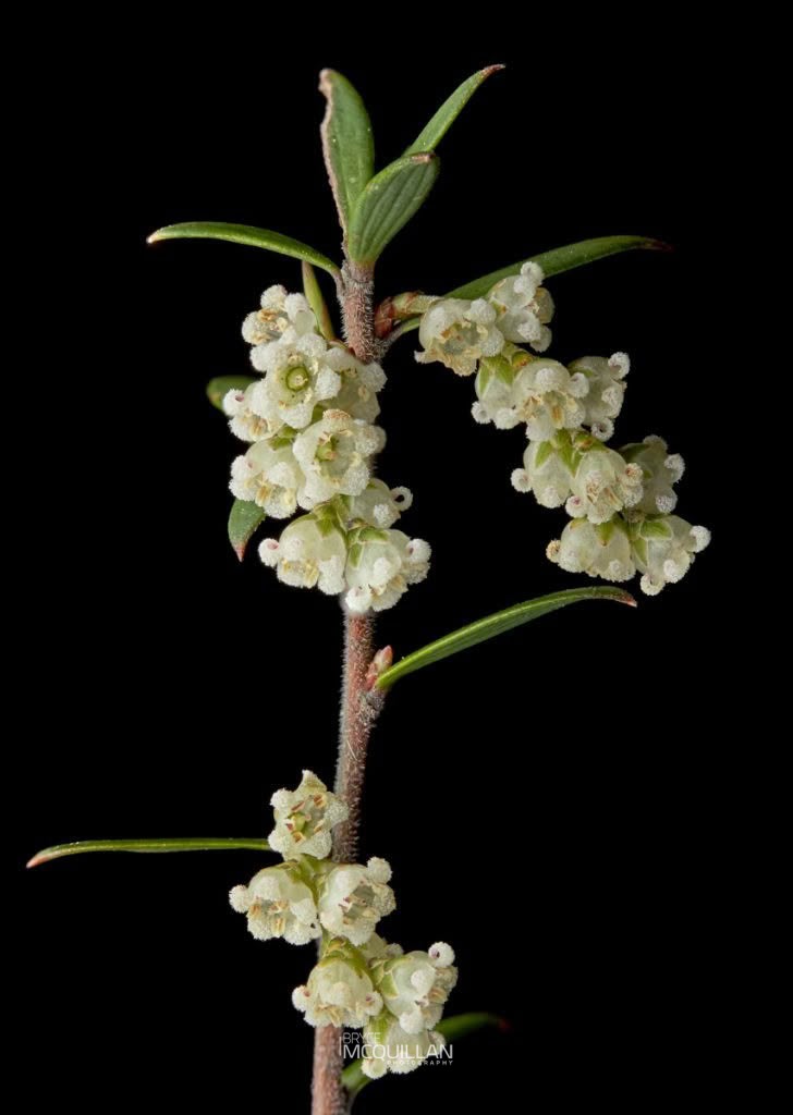 Mingimingi (Leucopogon fasciculatus), Ericaceae, photographed in New Zealand by Bryce McQuillan