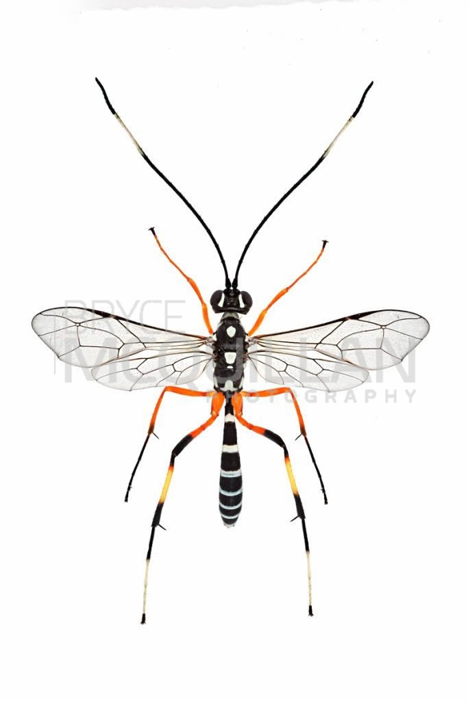 Lemon Tree Borer Parasitoid Wasp (Xanthocryptus novozealandicus), Ichneumonidae, photographed in New Zealand by Bryce McQuillan